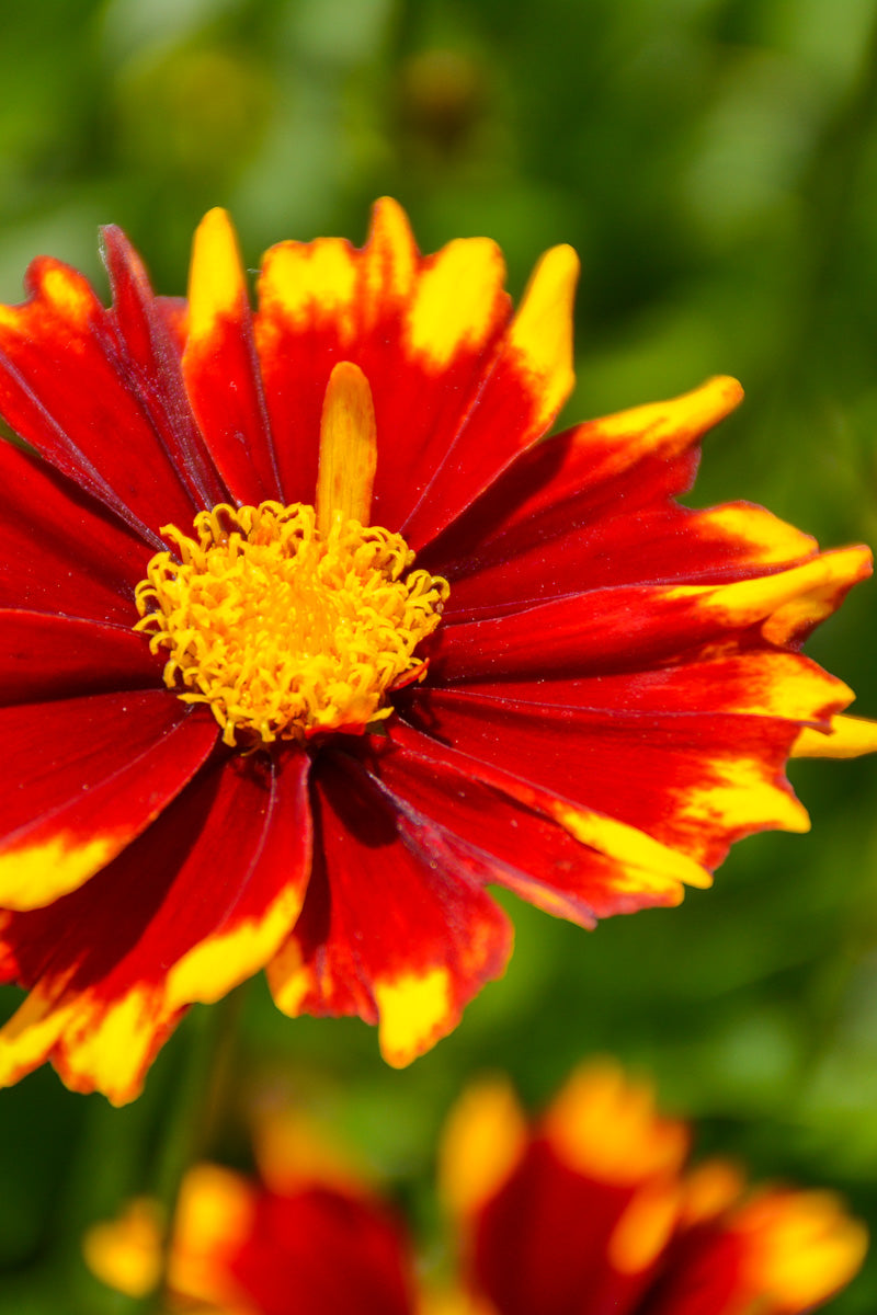 Coreopsis, Up Tick Red