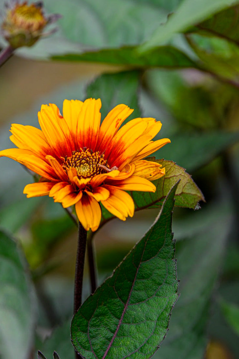 False Sunflower, Luna Roja