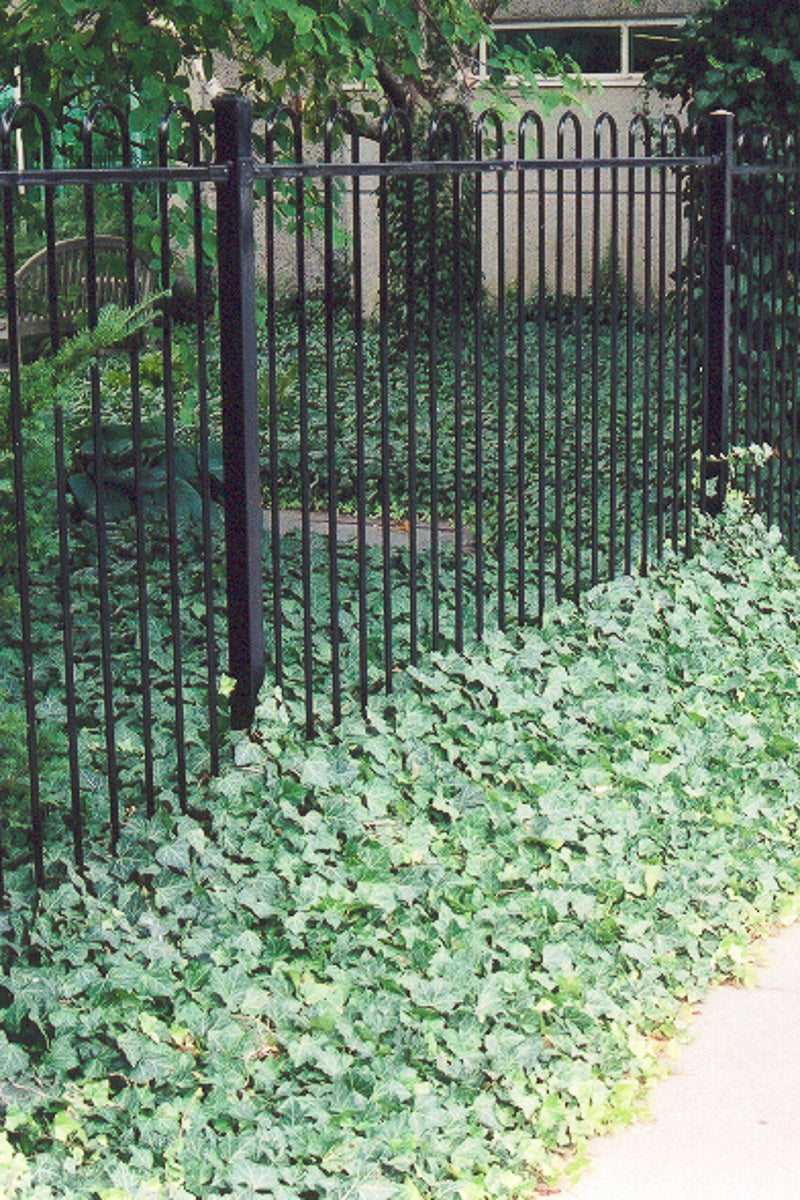 Ivy, English (hardy)