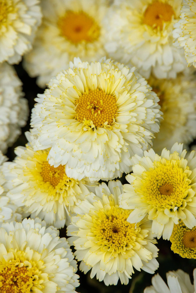 Shasta Daisy, Lemon Puff