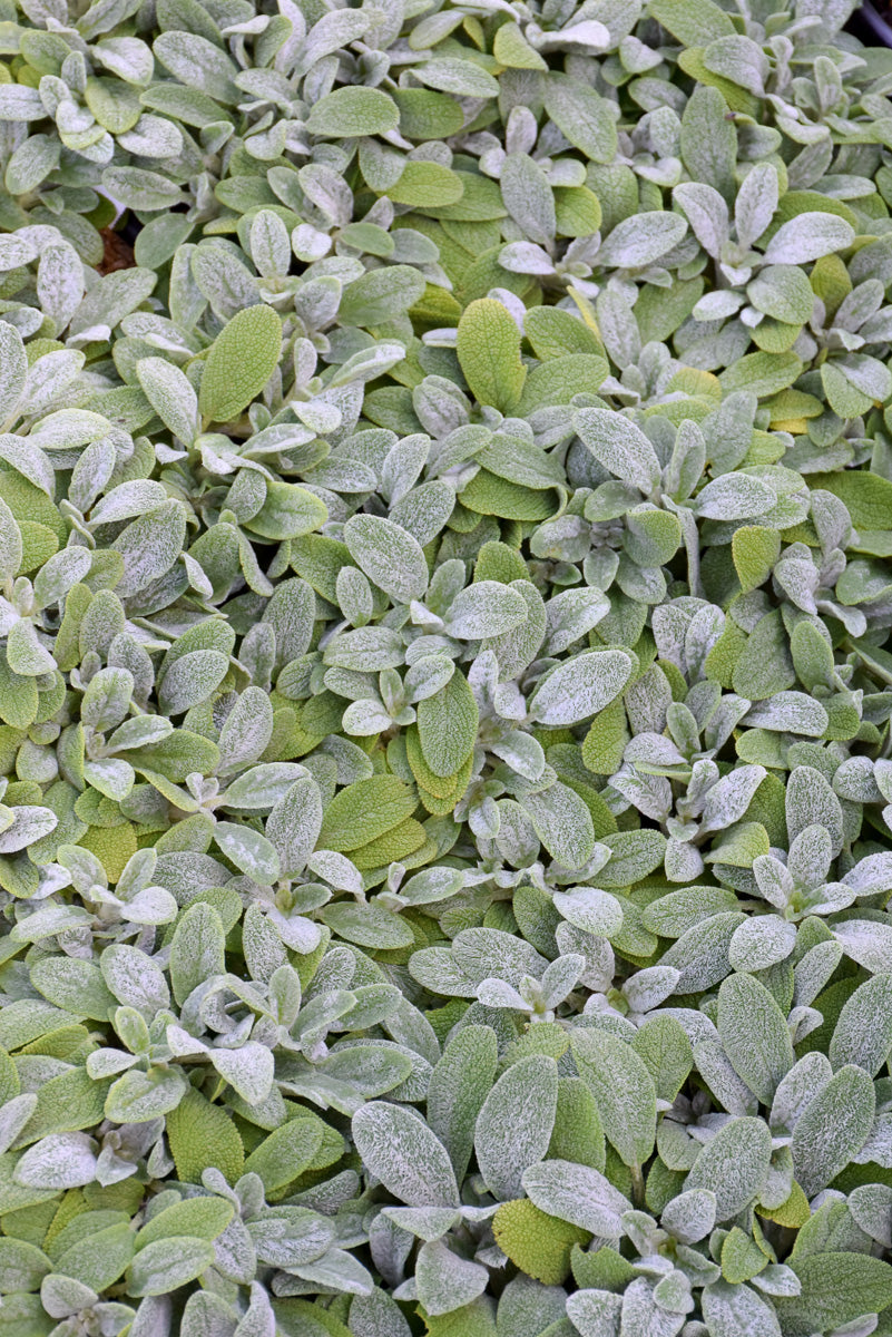 Stachy's Little Lamb