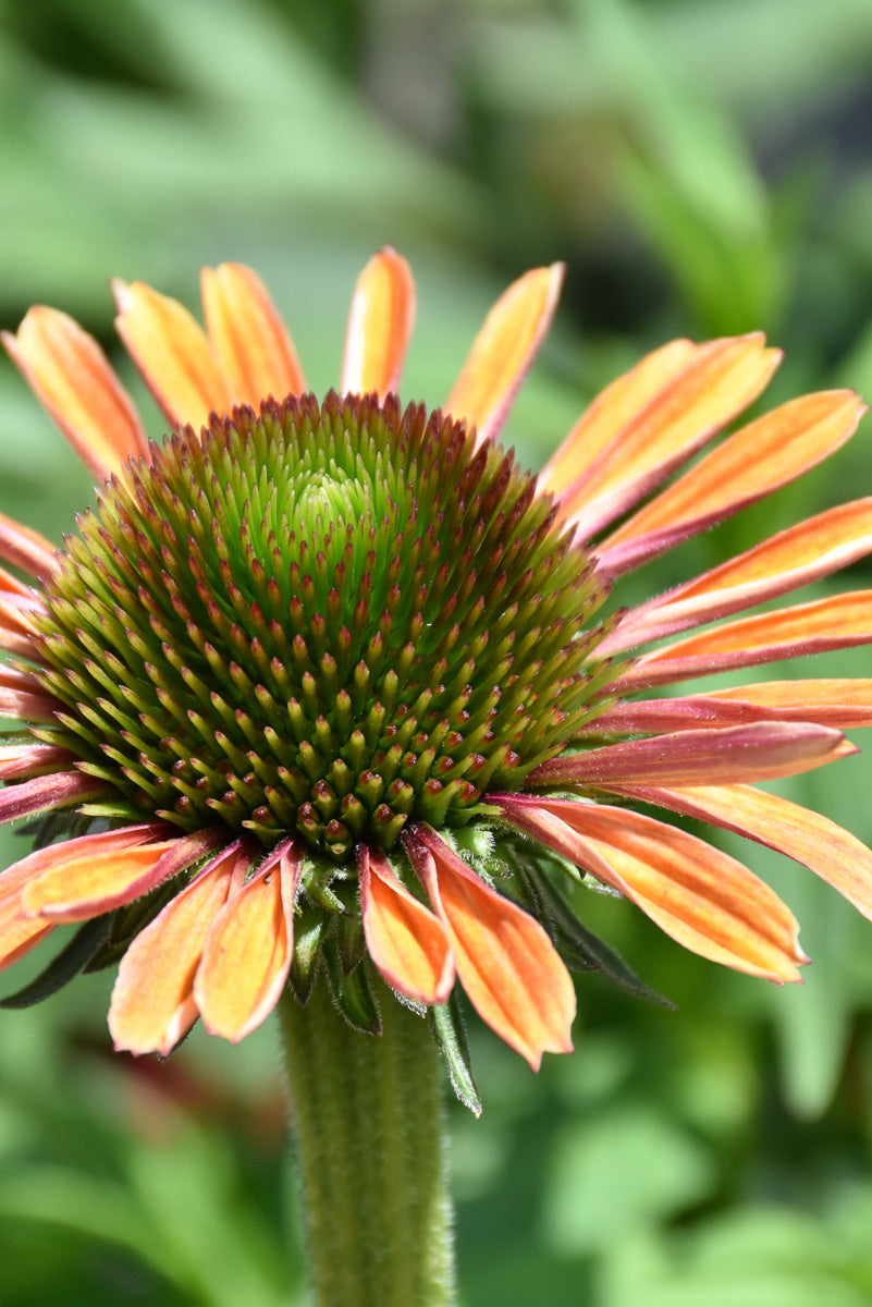 Coneflower, Rainbow Marcell