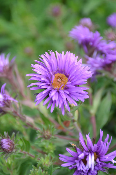 Aster, New Englnd Grape Cr