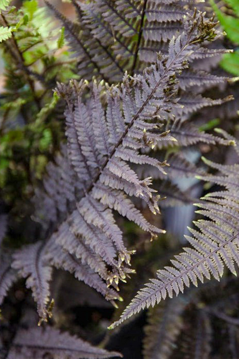 Japanese Painted Fern, Aubergine Lady