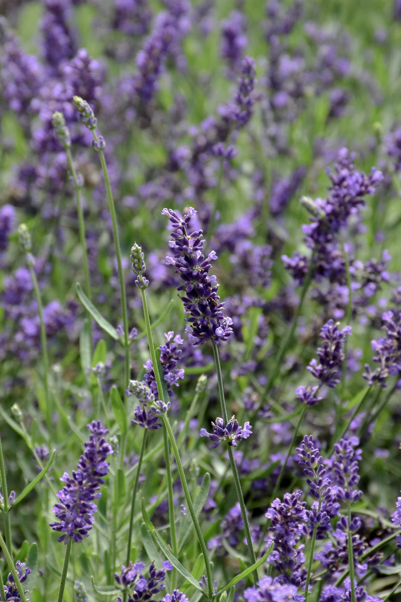 Lavender, SuperBlue 4"