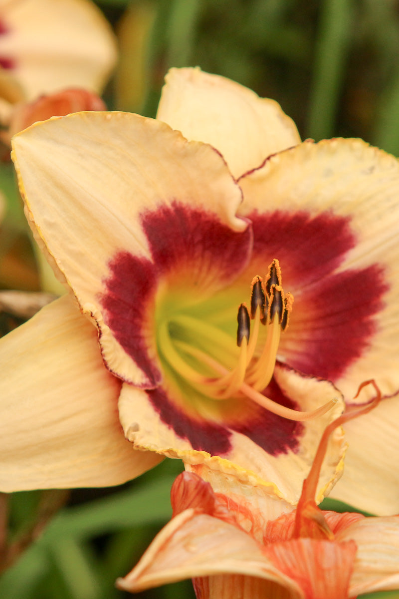 Daylily, Blueberry Candy