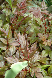 Astilbe, Red Sentinel