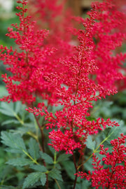 Astilbe, Red Sentinel