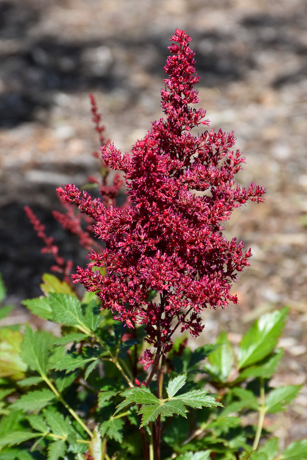 Astilbe, Red Sentinel