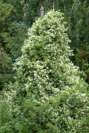 Clematis, Sweet Autumn