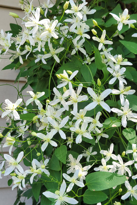 Clematis, Sweet Autumn