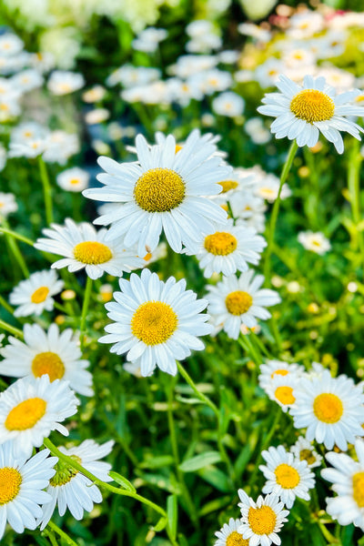 Shasta Daisy, Becky