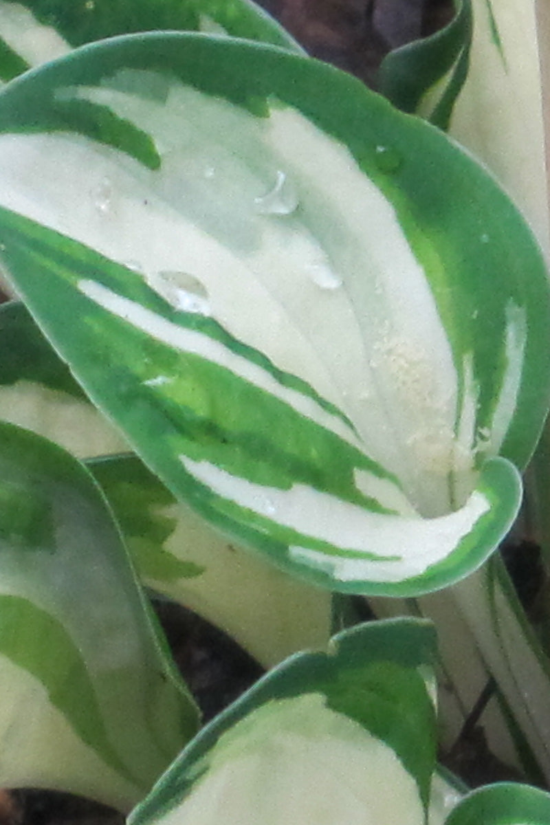 Hosta, Pandora's Box