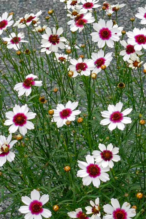 Coreopsis, Ice Wine