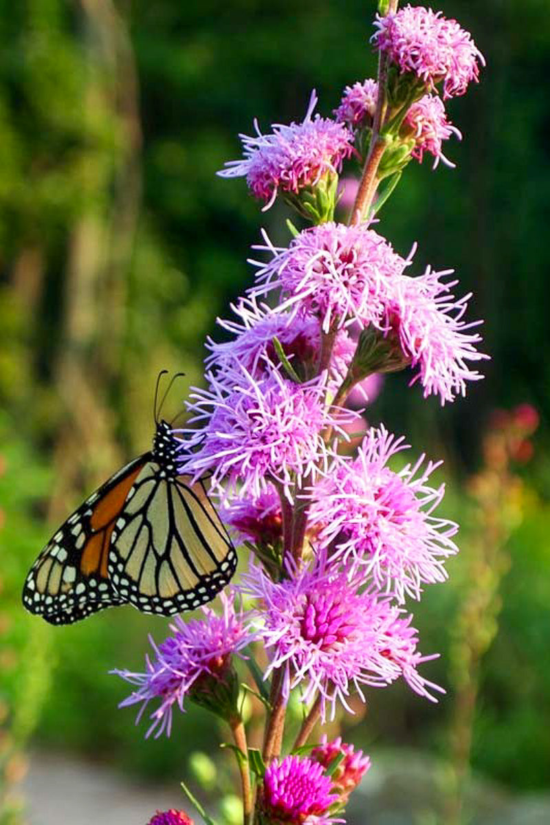 Liatris, Blazing Star Rough