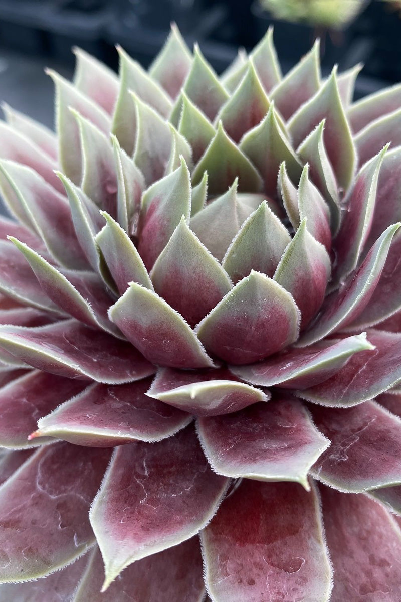 Glacier Blue Giant Chick Ch