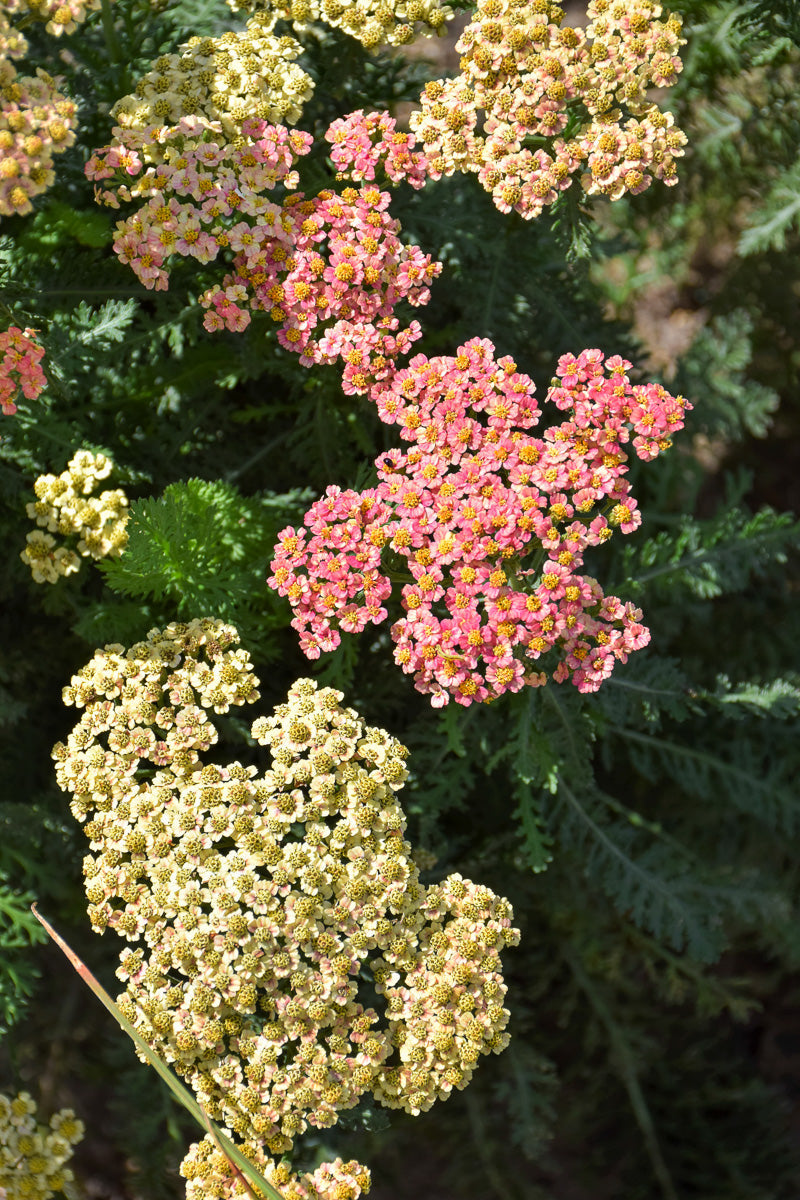 Yarrow, Firefly Peach Sky