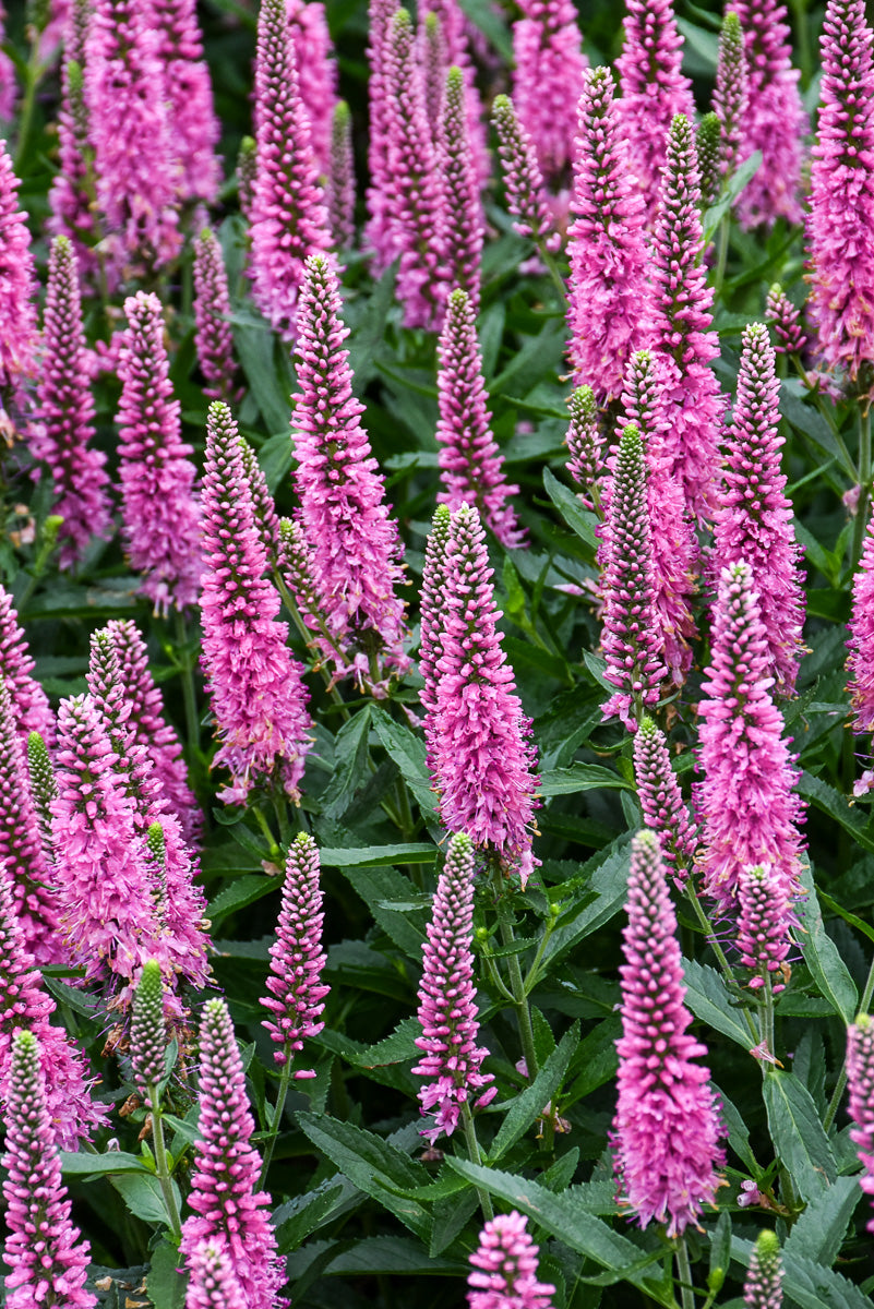 Veronica, Skyward Pink