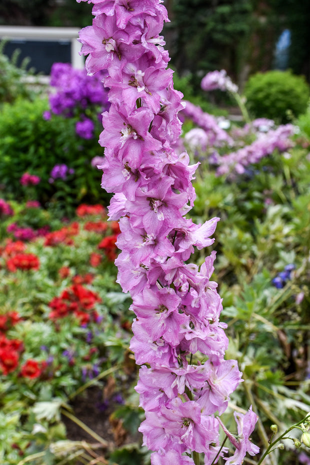 Delphinium, Delgenius Chantay