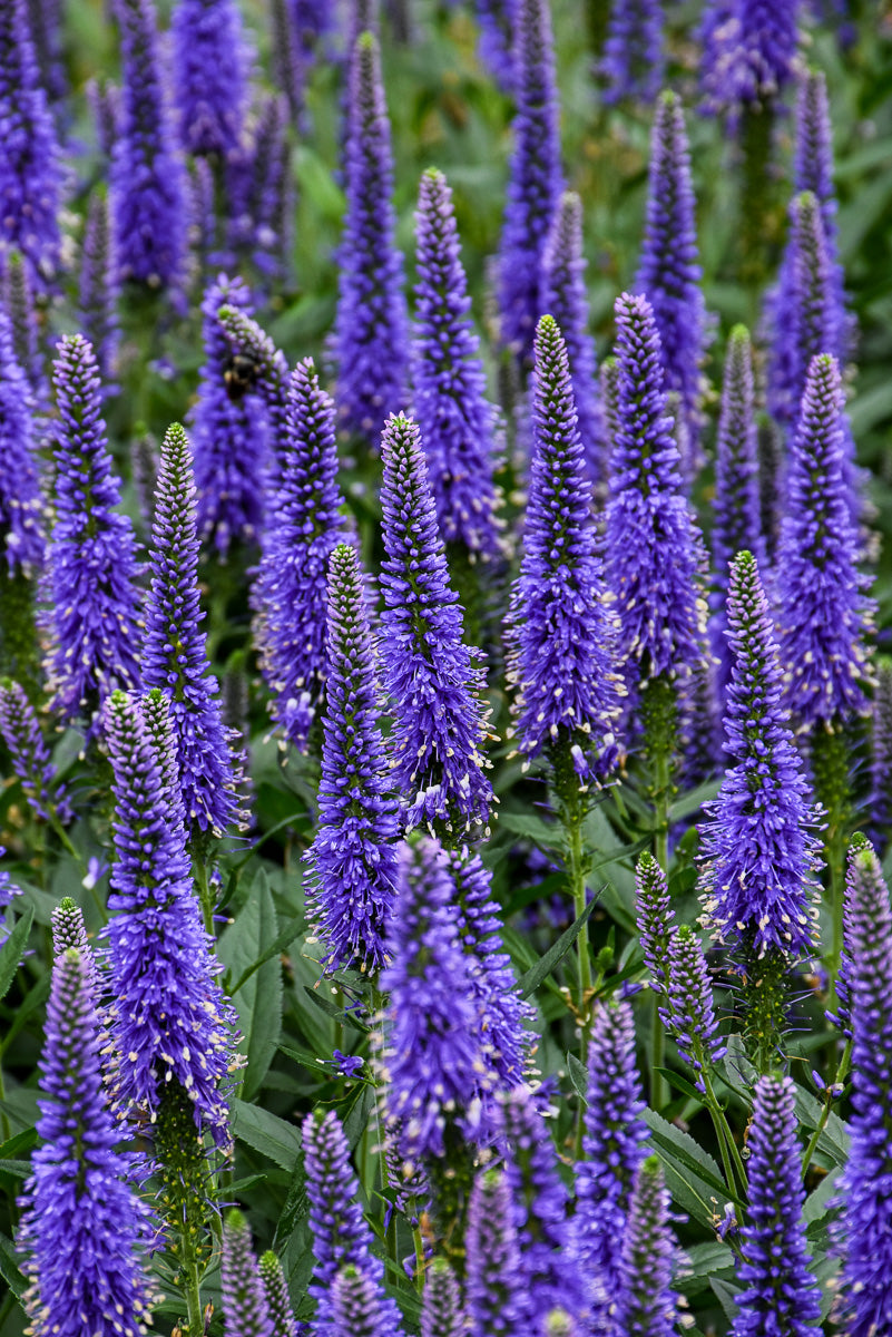 Veronica, Skyward Blue