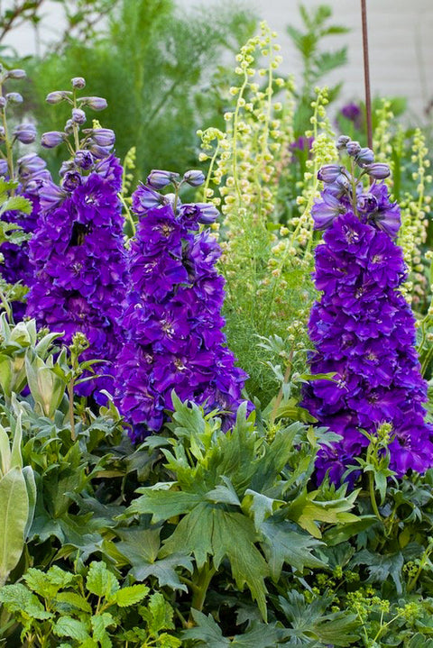 Delphinium, Delgenius Kingsley