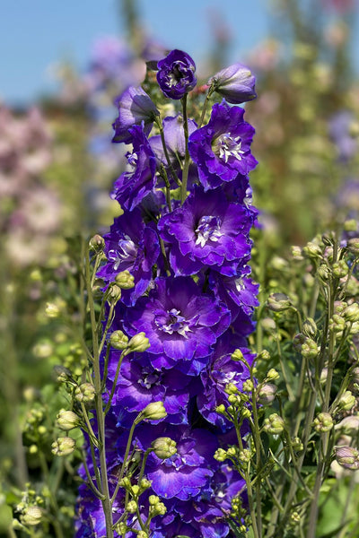 Delphinium, Delgenius Kingsley