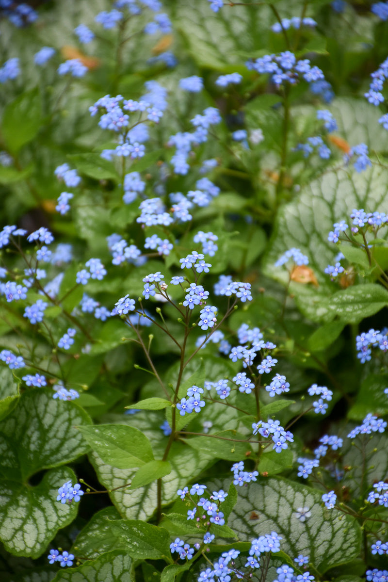 Brunnera, Sea Heart