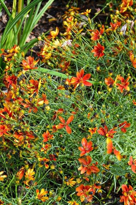 Coreopsis, Crazy Cayenne