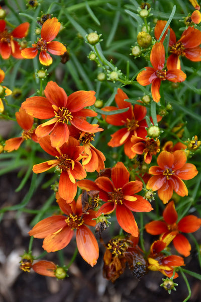 Coreopsis, Crazy Cayenne