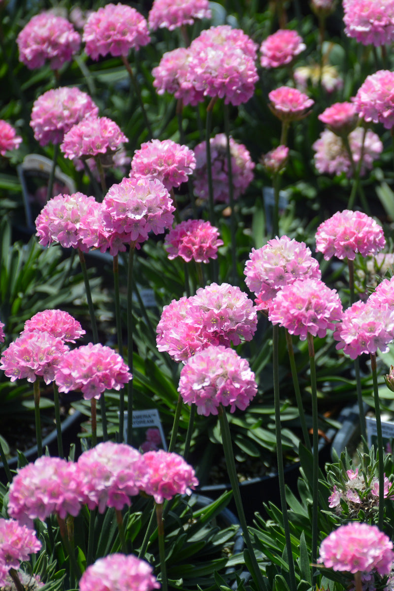 Sea Thrift, Dreameria Day Dream