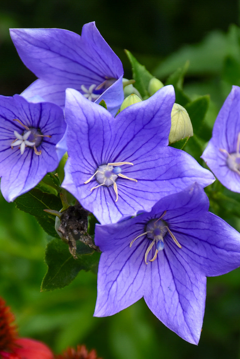 Balloon Flower, Mariesii