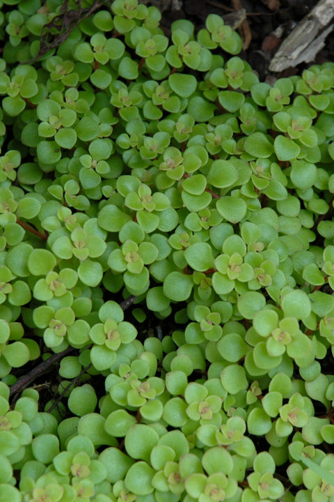 Sedum, Golden Stonecrop 1G