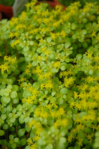 Sedum, Golden Stonecrop 1G