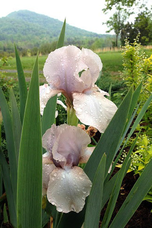 German Iris, Precious Little Pink