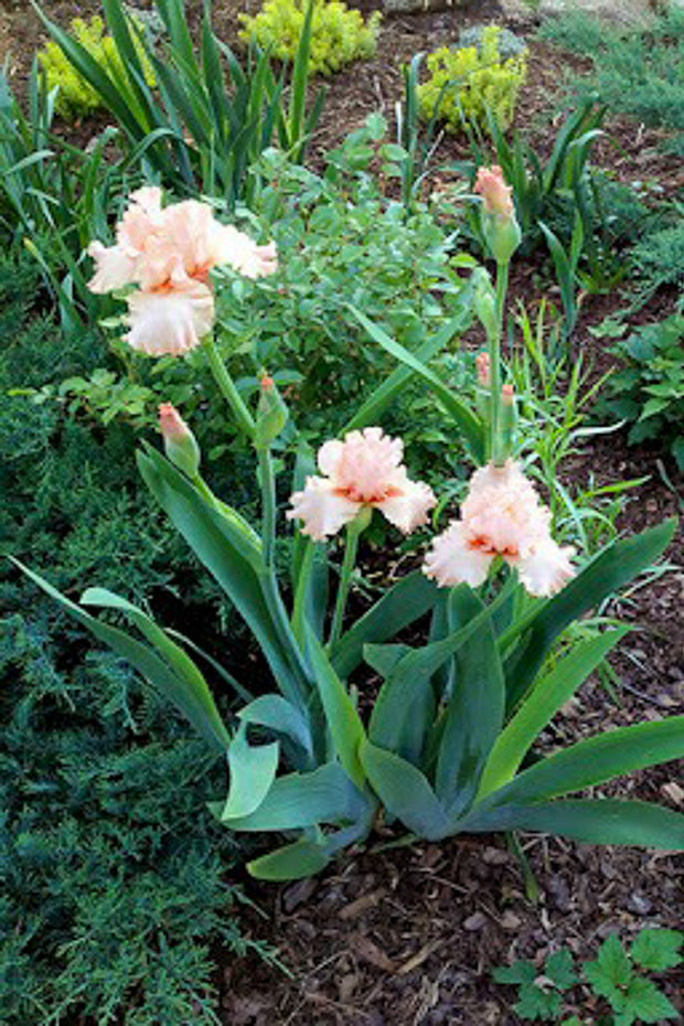 German Iris, Precious Little Pink