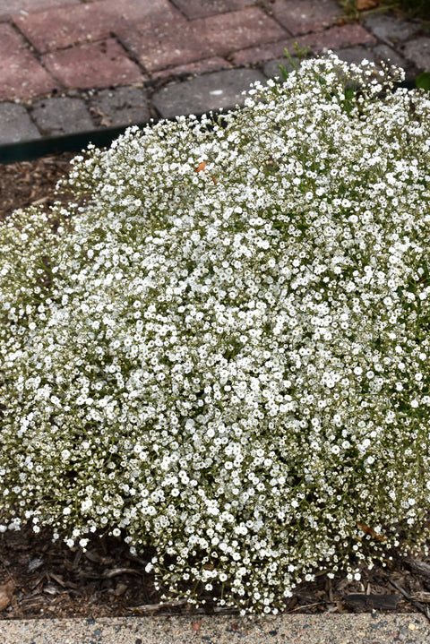 Baby'S Breath, Summer Spark