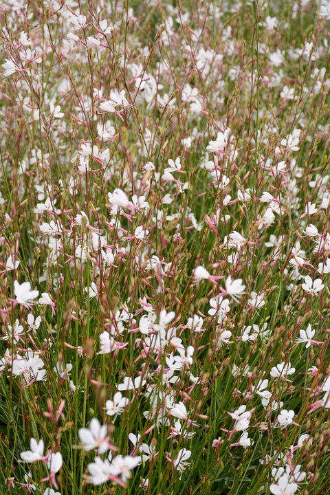 Gaura, Whirling Butterflies