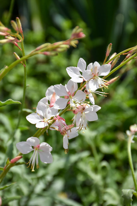 Gaura, Whirling Butterflies