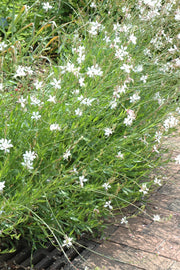 Gaura, Whirling Butterflies