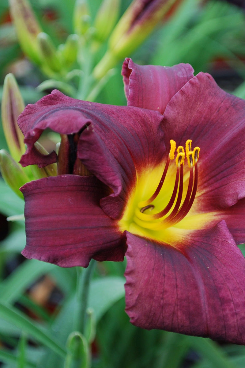 Daylily, Stella Purple
