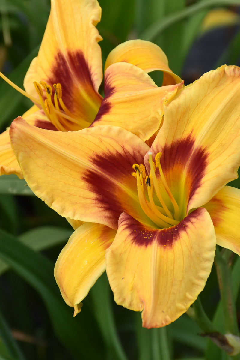 Daylily, Tiger Swirl