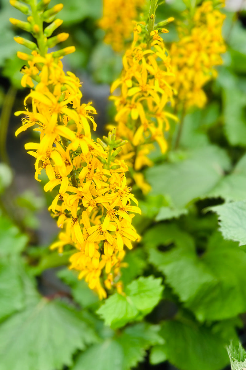 Ligularia, The Rocket