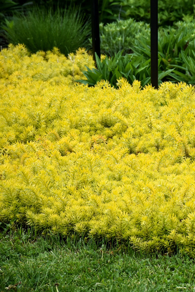 Sedum, Angelina