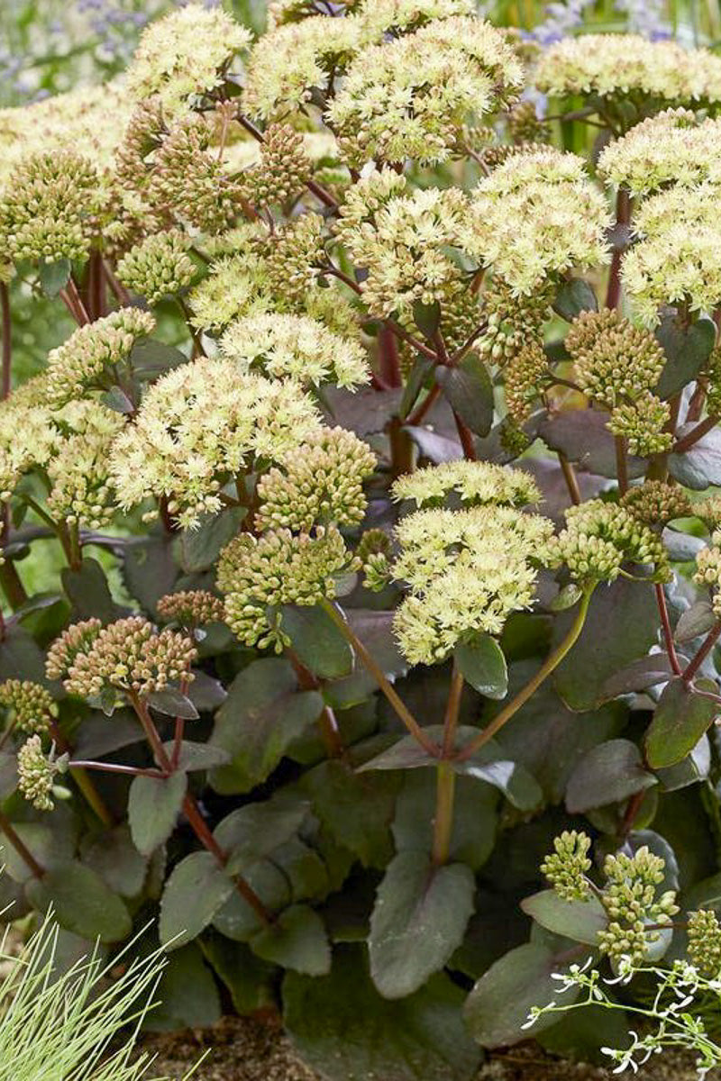 Sedum, Banana Split