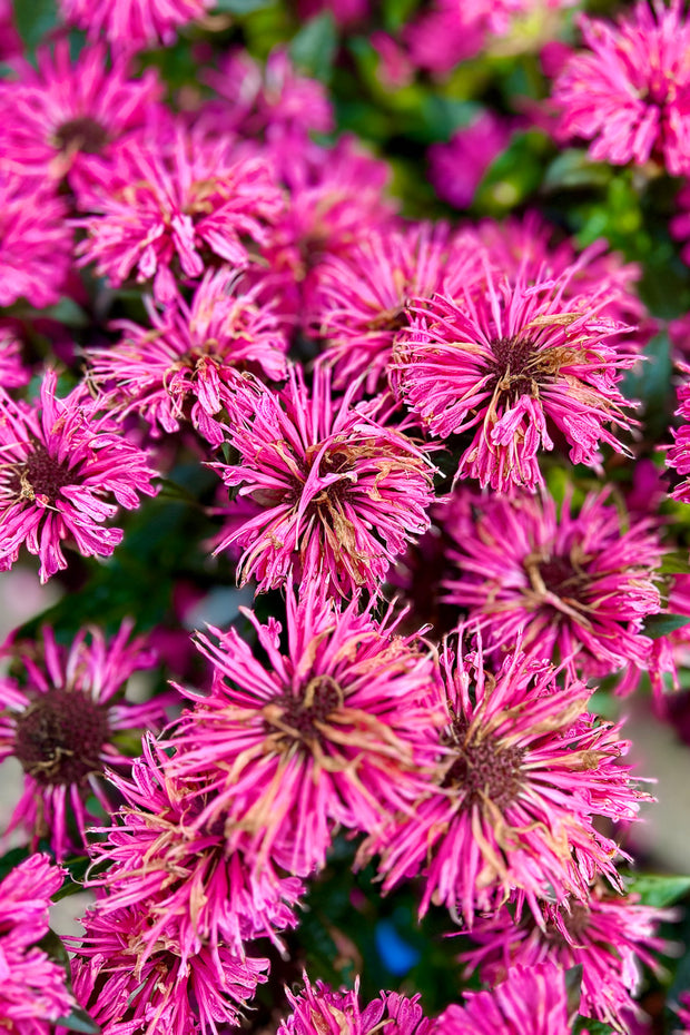 Bee Balm, Us Pink Chanille