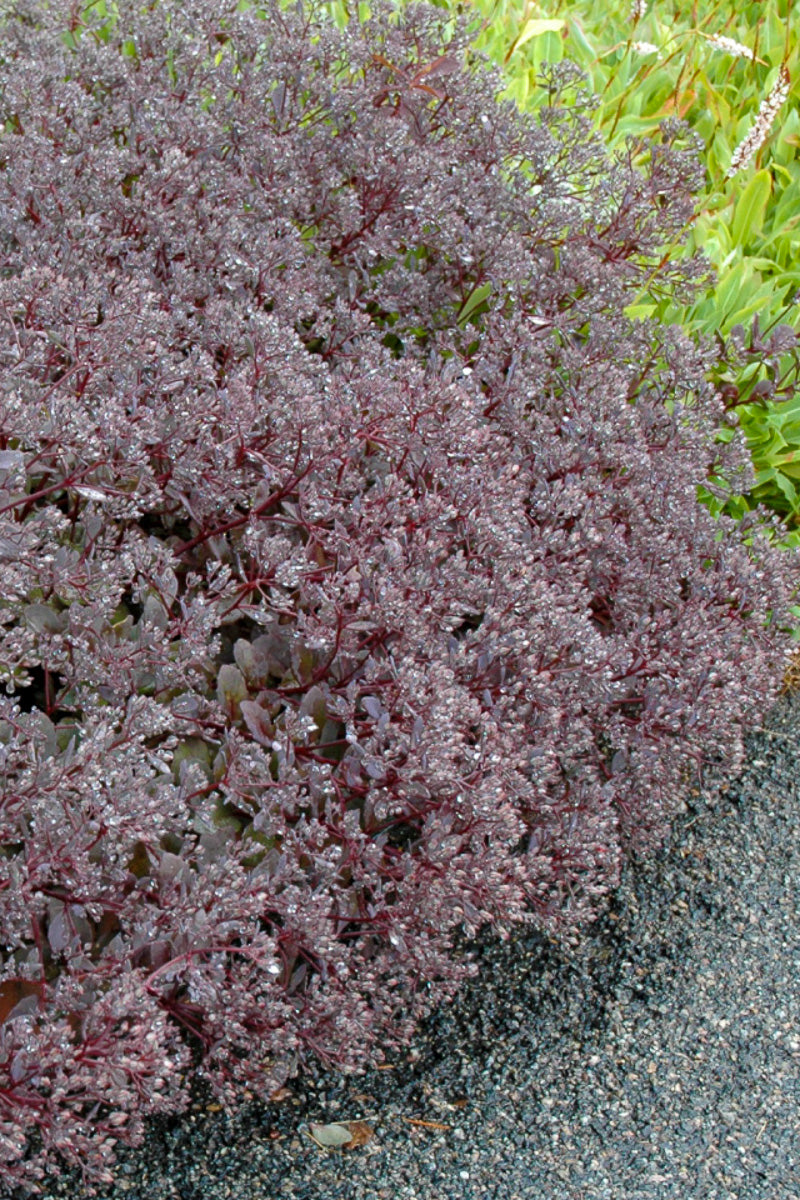 Sedum, Bertram Anderson