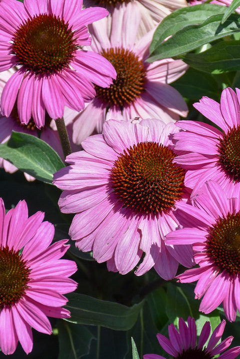 Coneflower, Color Coded The Fuchsia is Bright