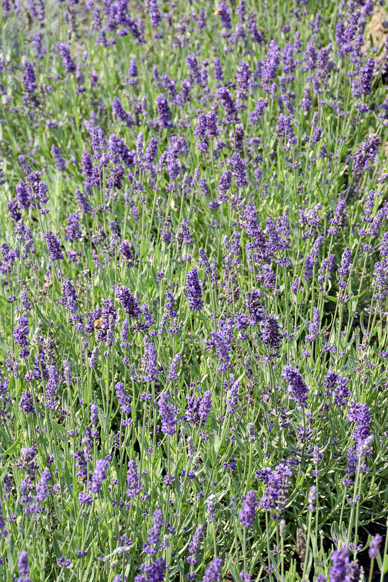 Lavender, Big Time Blue
