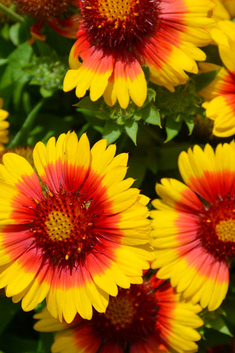 Blanket Flower, Mesa Bright