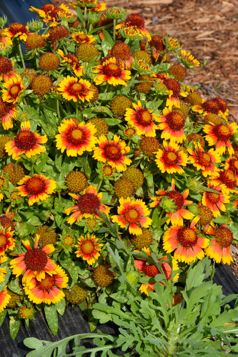 Blanket Flower, Mesa Bright